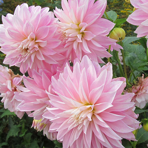 Pink Garden Dahlias, Monet's Garden - Late Bloomers Designs