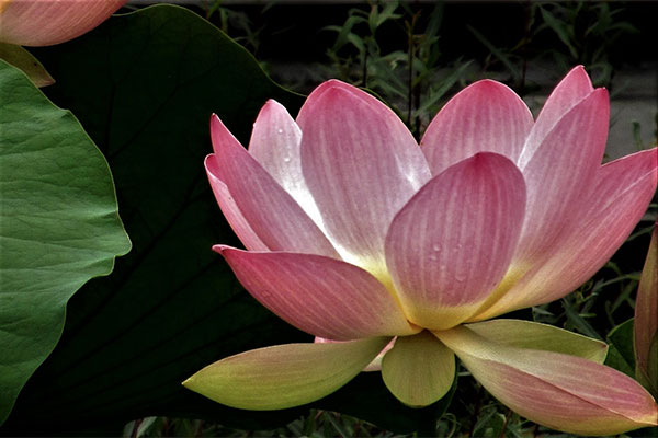 Pink Lotus Blossom, Longwood Gardens - Late Bloomers Designs